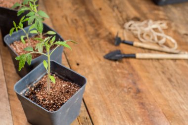 Seedlings grown in pots are ready for planting in the ground. Close-up, selective focus, space for text.