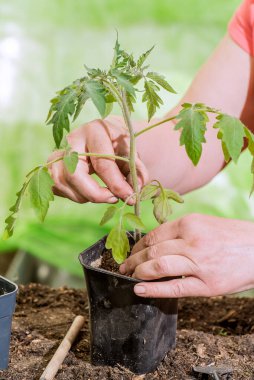 woman Farmer planting young seedlings in the ground. Spring is the time of seedlings and seedlings.