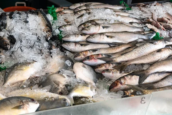 fish on the counter of the Seafood Market in Washington. A variety of freshly caught fish lies on the ice.