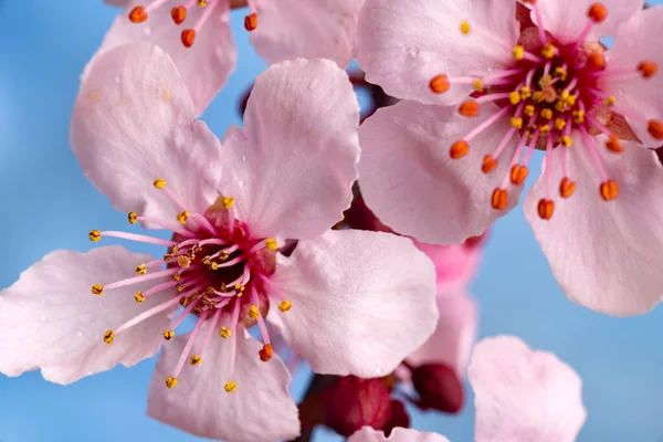 Sakura Floreciente Primavera Contra Cielo Azul Primer Plano Disparos Macro — Foto de Stock