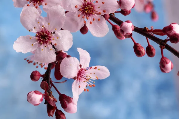Fleur Sakura Printemps Contre Ciel Bleu Gros Plan Prise Vue — Photo