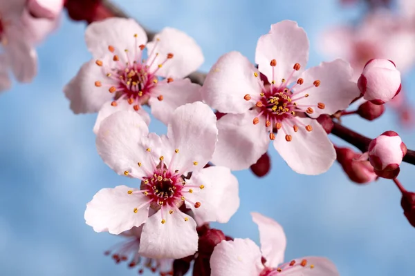 青空に背を向ける春の桜 接近中だ マクロ撮影 — ストック写真