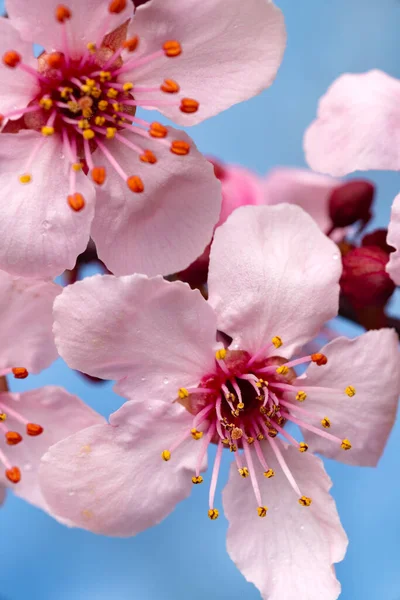 春には青空に向かって桜を咲かせます 接近中だ マクロ撮影 — ストック写真