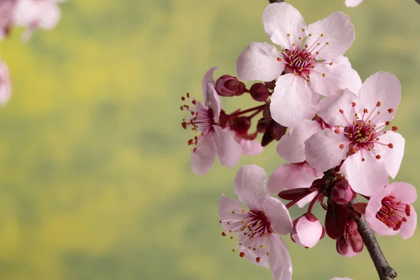 Blühende Sakura Blüten Frühling Aus Nächster Nähe Makroaufnahme Mit Verschwommenem — Stockfoto