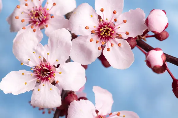 Smuk Kirsebærblomst Sakura Foråret Mod Den Blå Himmel Nærbillede Makro - Stock-foto