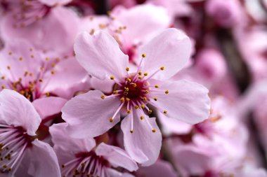 Çiçek açan sakura çiçekleri. Makro fotoğrafçılık, metin için boşluk.