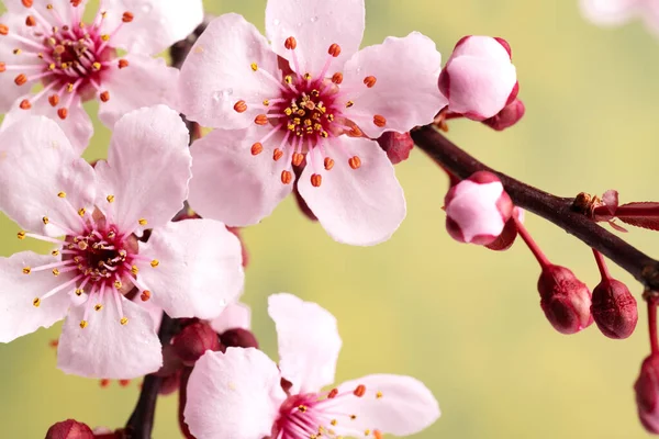 Branches Cerisier Japonais Avec Des Fleurs Sakura Gros Plan — Photo