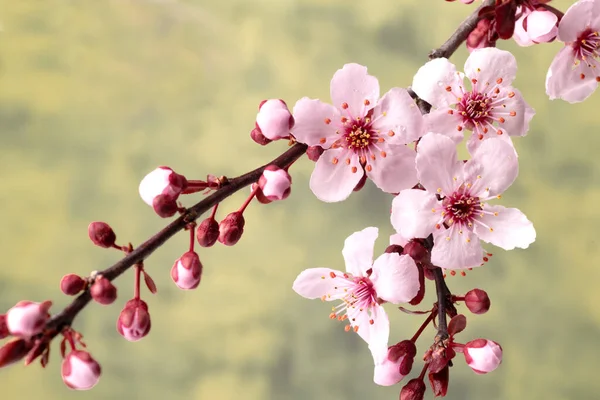 Japanische Kirschzweige Mit Sakura Blüten Nahaufnahme — Stockfoto