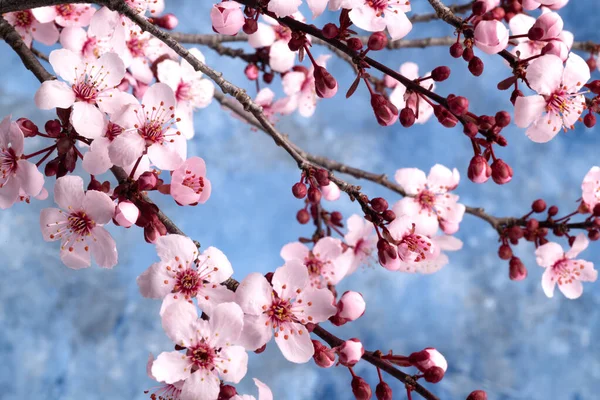 Blühende Sakura Blumen Auf Den Zweigen Nahaufnahme Makroaufnahme — Stockfoto