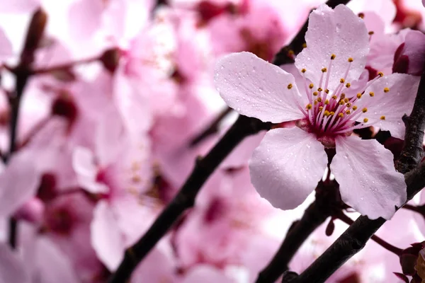 Blühende Sakura Blumen Mit Tautropfen Makrofotografie Selektiver Fokus Raum Für — Stockfoto