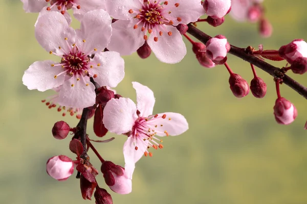 Fleurs Sakura Fleurs Sur Les Branches Gros Plan Plan Macro — Photo
