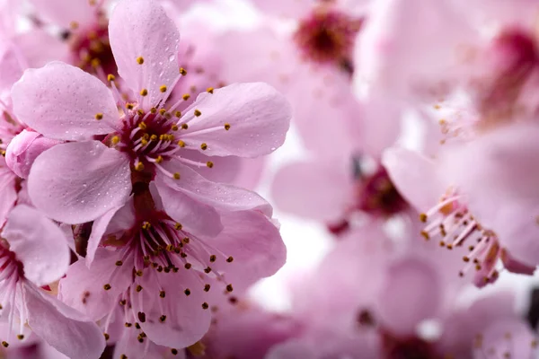 露の落ちる桜のピンクの花 マクロ写真 選択的フォーカス テキストの空間 — ストック写真