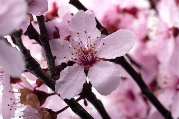 Blühende Sakura Blumen Makrofotografie Raum Für Text — Stockfoto