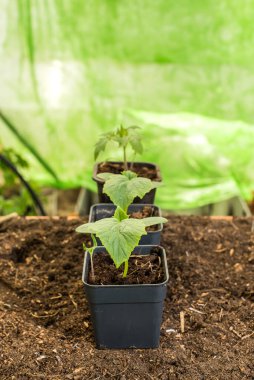 Saksı tohumları ilk yaprağı üretir. Bahar ekimi için hazırlık mevsimi. Makro, seçici odak, bulanık arkaplan.