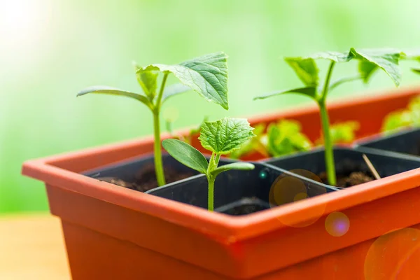 stock image Young seedlings in a pot. Season of preparation for spring planting. Macro, selective focus, blurred background.Space for text.