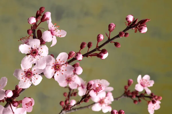 桜の花を持つ日本の桜の枝 — ストック写真