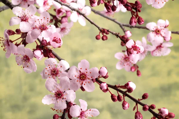 Ramos Cereja Japoneses Com Flores Sakura Close — Fotografia de Stock
