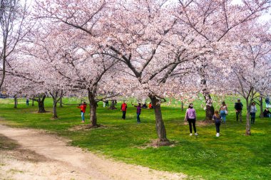 Washington Vatandaşları ve Ziyaretçileri Jefferson Memorial 'daki Gelgit Havuzu' nda Kiraz Çiçeğini Kutluyor