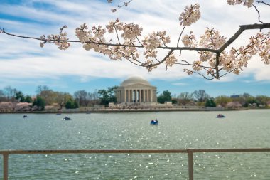 Washington 'daki Jefferson Memorial' da kiraz çiçekleri. Seçici odak.