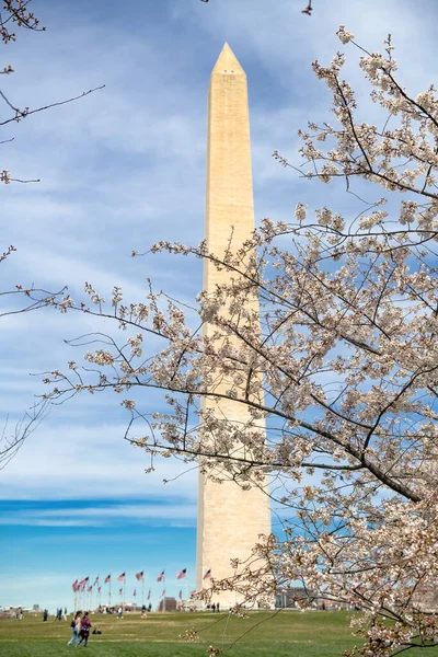 Japán Cseresznyevirágzás Washingtonban Washington Emlékmű Cseresznyevirágokkal Körülvéve Szelektív Fókusz — Stock Fotó