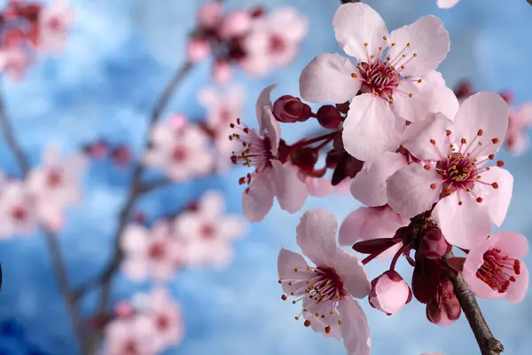 Blühende Sakura Blumen Aus Nächster Nähe Unscharfer Hintergrund Selektiver Fokus — Stockfoto
