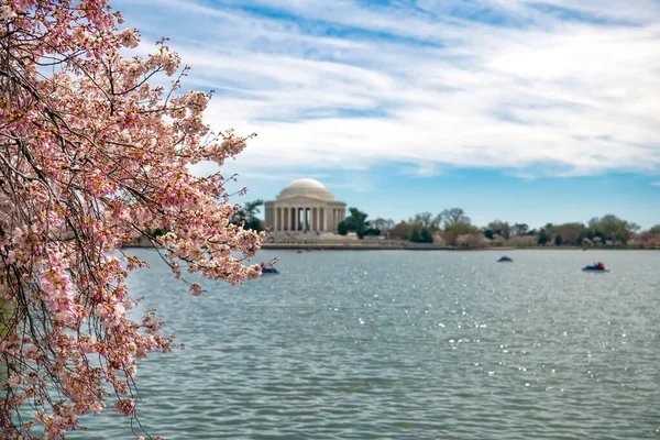 Fiori Ciliegio Jefferson Memorial Washington Focus Selettivo — Foto Stock