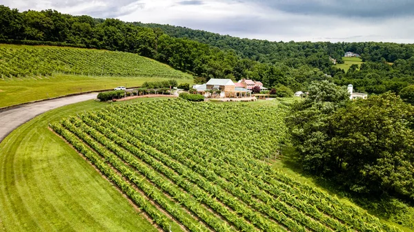 Leesburg 'un banliyölerindeki Virginia üzüm bağlarında şarap üzümleri yetiştiriliyor. Şarap çiftliği ve tarım makineleri. Drone görünümü.