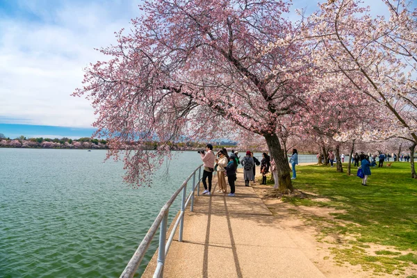 stock image Washington Citizens and Visitors Celebrate Cherry Blossom in the Tidal Pool at the Jefferson Memorial