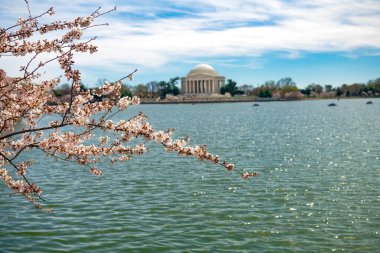 Washington 'daki Jefferson Memorial' da kiraz çiçekleri. Seçici odak.