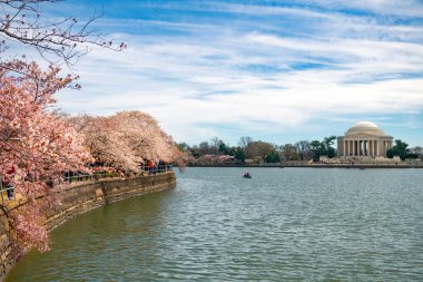 Washington 'daki Jefferson Memorial' da kiraz çiçekleri. Seçici odak.