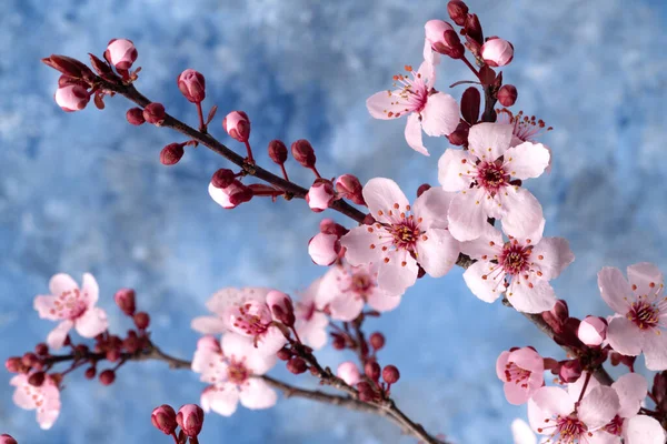 Blühende Sakura Blumen Aus Nächster Nähe Verschwommener Hintergrund Selektiver Fokus — Stockfoto