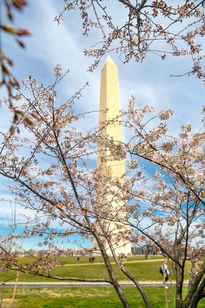 Fiori Ciliegio Giapponesi Washington Monumento Washington Circondato Fiori Ciliegio Focus — Foto Stock