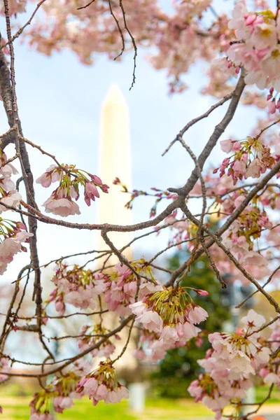 Branche Fleurs Cerisier Devant Monument Washington Pendant Saison Des Fleurs — Photo