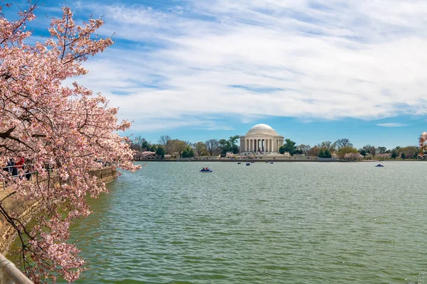 Des Cerisiers Fleurissent Jefferson Memorial Washington Concentration Sélective — Photo