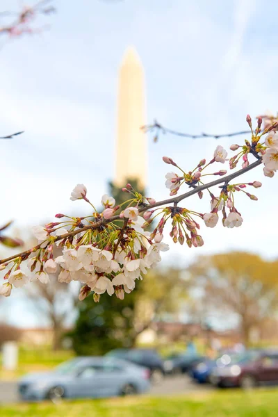 Cseresznyevirág Washington Emlékmű Előtt Japán Cseresznyevirág Szezonban Washingtonban — Stock Fotó