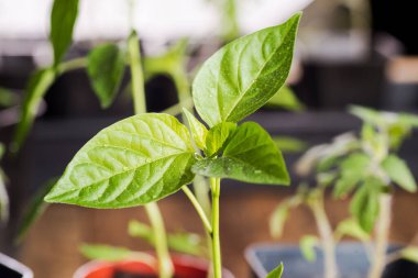 Bir saksıda yetişen biber tohumlarının yakın çekimi, çiy damlaları ile..