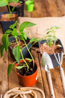 Plastik kaplarda biber tohumları ekilmeye hazır. Yakın plan..