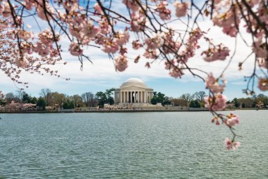 Washington 'daki Jefferson Memorial' da kiraz çiçekleri. Seçici odak.