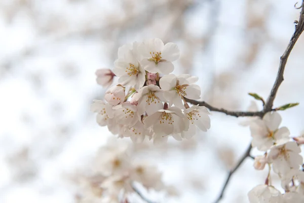 Japanese Sakura Bloom Close Washington Cherry Blossom Festival Period — Stock Photo, Image