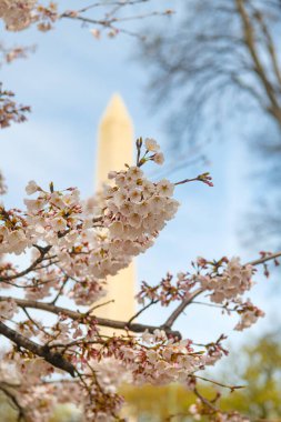 Washington 'da Japon kiraz çiçekleri var. Washington Anıtı kiraz çiçekleriyle çevrili. Seçici odak.