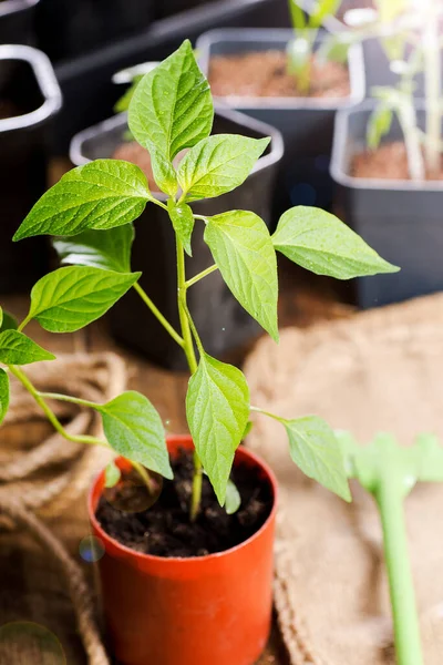 stock image Plastic container with pepper seedlings plants on a wooden table with gardening tools. In the rays of the morning sun.