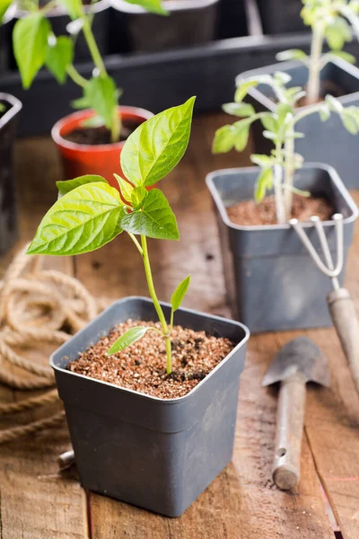 Plastic container with pepper seedlings plants on a wooden table with gardening tools.