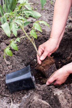 Kadın toprağa domates tohumu ekiyor..