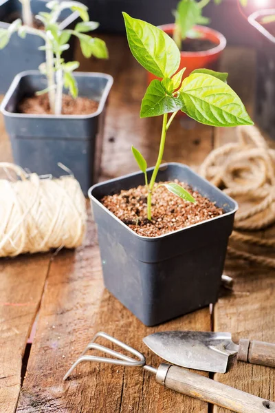 Plastic Beholder Med Peber Kimplanter Planter Træbord Med Havearbejde Værktøjer - Stock-foto