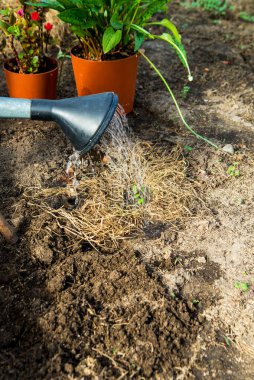 Bahçıvan bahçedeki çiçekleri suluyor.