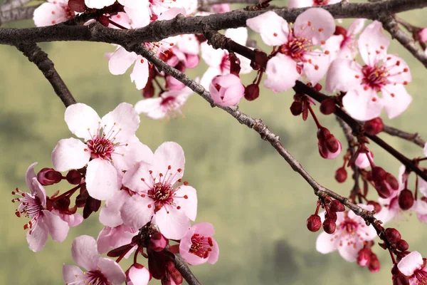 Spring flowering Japanese tree Sakura. Macro