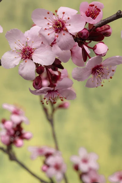露が落ちる日本の桜の花 青緑色の背景 選択的フォーカス — ストック写真