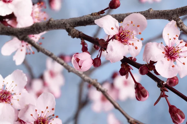 Zweig Eines Blühenden Japanischen Sakura Baumes Unscharfer Blauer Hintergrund Selektiver — Stockfoto