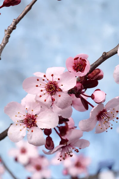 Zweig Eines Blühenden Japanischen Sakura Baumes Mit Tautropfen Unscharfer Blauer — Stockfoto