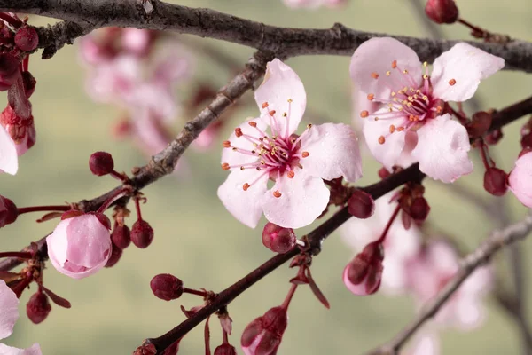 Japanischer Sakura Baum Blüht Mit Tautropfen Unscharfer Grüner Hintergrund Selektiver — Stockfoto